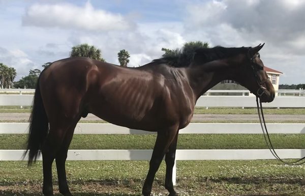 My Right Horse Adoptable Horse - Swagger Jagger