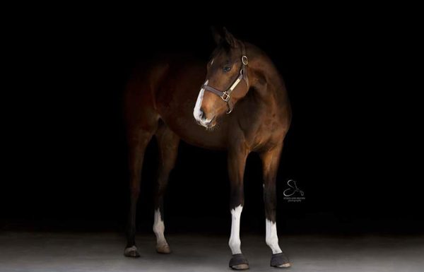 My Right Horse Adoptable Horse of the Week - Taco