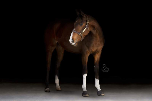 My Right Horse Adoptable Horse of the Week - Taco
