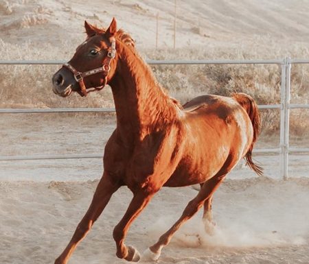 Adoptable Horse of the Week - TC Bluesprucebask