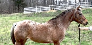 My Right Horse Adoptable Horse of the Week - Twizzler