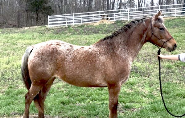 My Right Horse Adoptable Horse of the Week - Twizzler