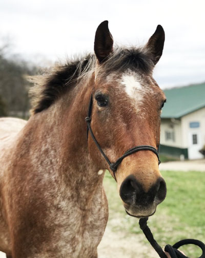 My Right Horse Adoptable Horse of the Week - Twizzler