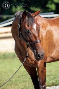 My Right Horse Adoptable Horse of the Week: Two Bow Ties — September 8, 2020
