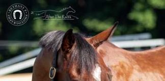 My Right Horse Adoptable Horse - Two Bow Ties