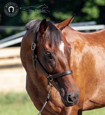 My Right Horse Adoptable Horse - Two Bow Ties
