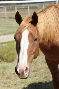 My Right Horse Adoptable Horse of the Week: Uno — October 26, 2020