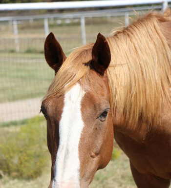 My Right Horse Adoptable Horse of the Week - Uno