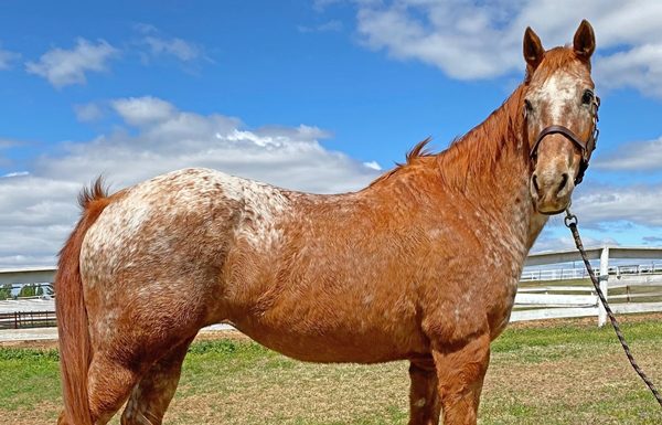 My Right Horse Adoptable Horse of the Week - Velma