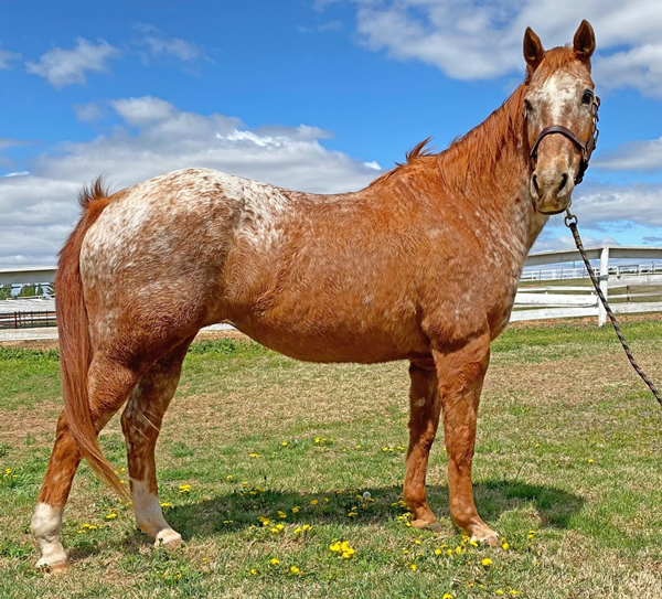 My Right Horse Adoptable Horse of the Week - Velma
