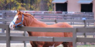 My Right Horse Adoptable Horse of the Week - Winnie