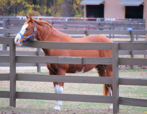 My Right Horse Adoptable Horse of the Week - Winnie