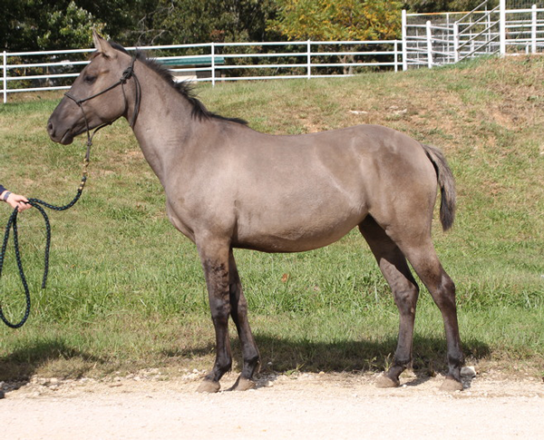 My Right Horse Adoptable Horse of the Week - Zara