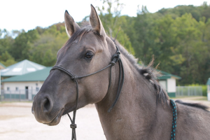 My Right Horse Adoptable Horse of the Week - Zara