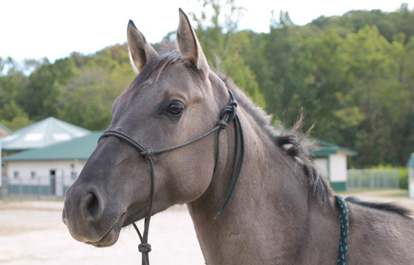 My Right Horse Adoptable Horse of the Week - Zara