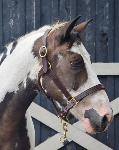 My Right Horse Adoptable Horse of the Week - Hawk