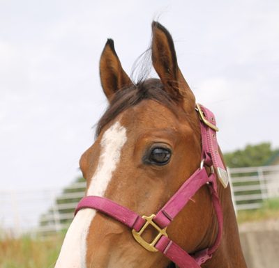 My Right Horse Adoptable Horse of the Week - Bronson
