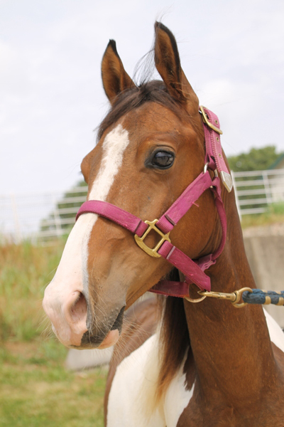 My Right Horse Adoptable Horse of the Week - Bronson