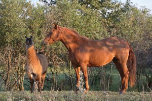 Alpaca as a Companion Horse