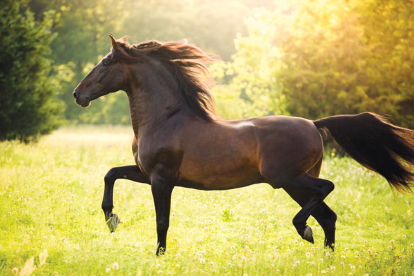 Andalusian horse in field.