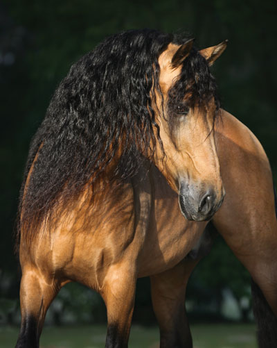 Close up of Andalusian horse. 