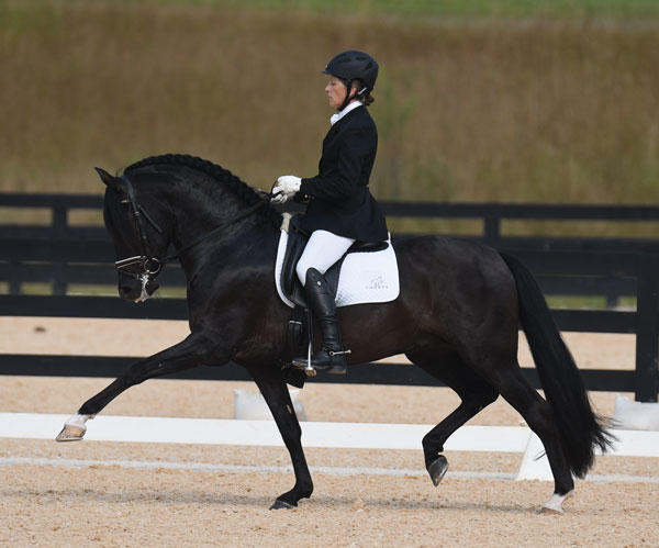 Andalusian horse and rider in arena.