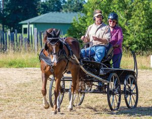 Getting Started with Driving Horses