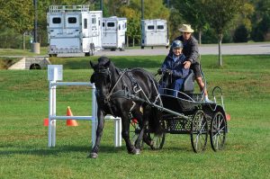 Getting Started with Driving Horses