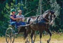 Getting Started with Driving Horses