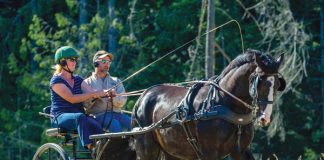 Getting Started with Driving Horses