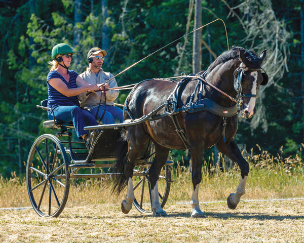 Getting Started with Driving Horses