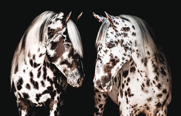 Appaloosa horses standing together.