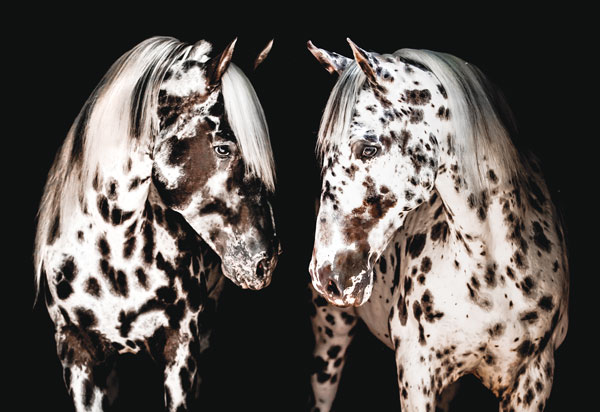 Two loudly spotted Appaloosa horses standing together. Appaloosas are the most popular spotted horse breed.