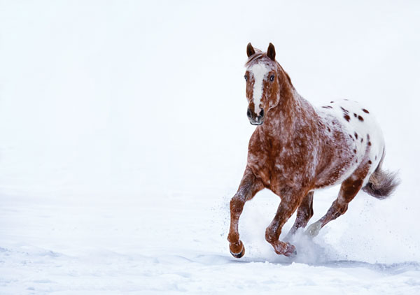 A gelding with a blanket coat pattern galloping in the snow