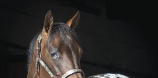 Appaloosa horse close up.