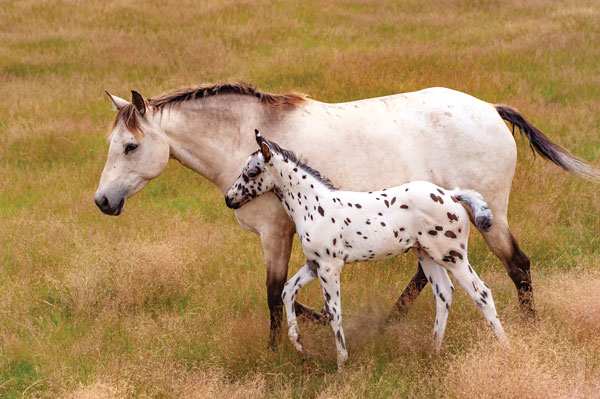Appaloosa mare and foal.
