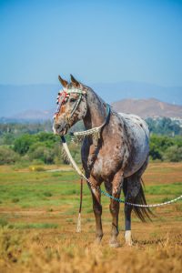 Appaloosa-Horse-Nez-Perce Appaloosa with Native American garb.