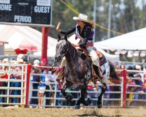  Appaloosa com piloto no ringue de competição.