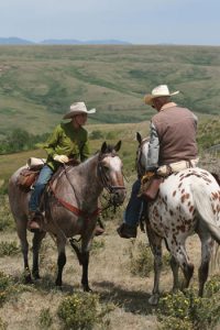 Appaloosa horses on riding trail.