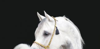 Breed - Arabian Horse