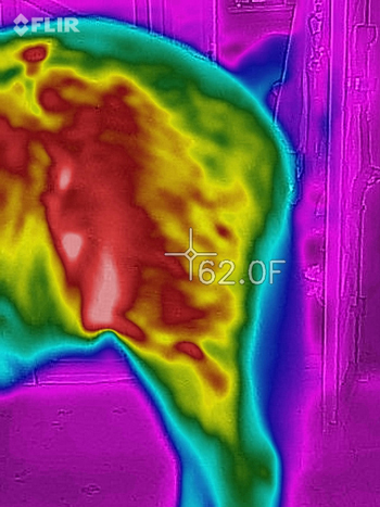 Thermal Image of Ari's Stifle at 4 Weeks