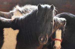 ASPCA Shares Pet Care Tips to Keep Animals Safe During Coronavirus (COVID-19) Pandemic