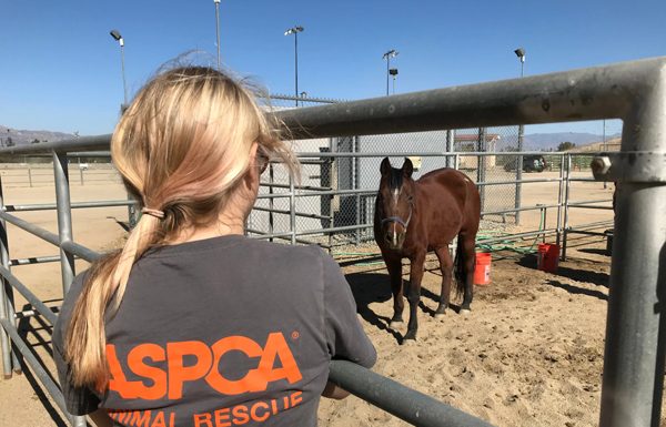 ASPCA rescue and recovery initiative