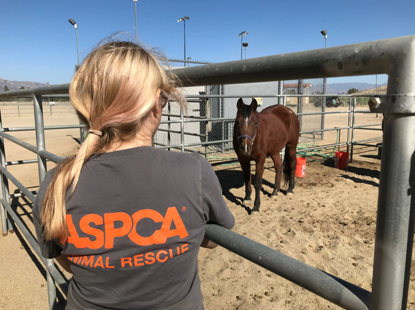 ASPCA Rescue and Recovery Initiative