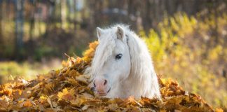 Pony in Autumn Leaves