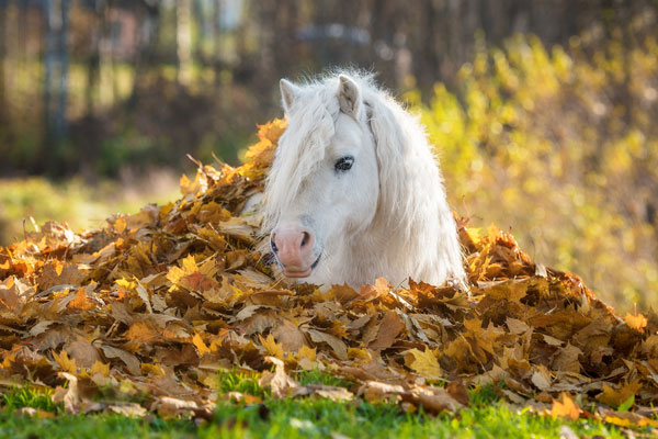 Pony in Autumn Leaves