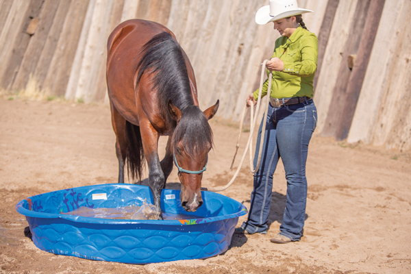 Introduce a Horse to a Baby Pool