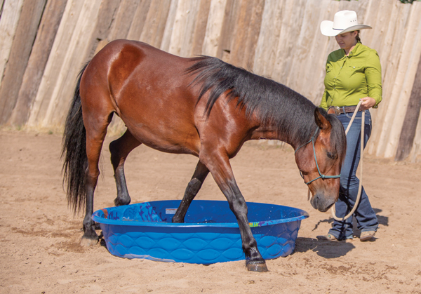 Horse and Water