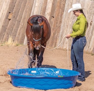 Introduce a Horse to a Baby Pool