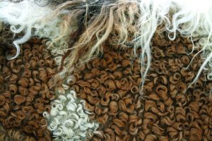 Close-up of Bashkir Curly hair.